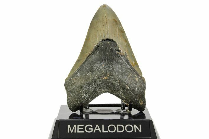 Fossil Megalodon Tooth - North Carolina #367921